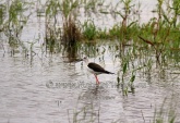 WildLife Photos of Birds, Waders, Black-winged Stilt, Himantopus himantopus